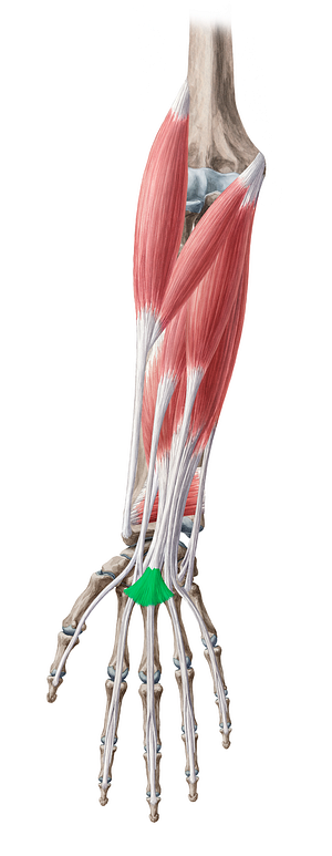 Palmar aponeurosis (#786)