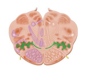 Olivocerebellar tract (#9526)