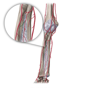 Nutrient artery of radius (#20379)