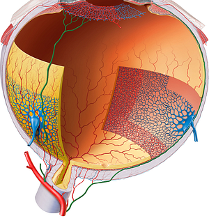 Long posterior ciliary arteries (#1126)