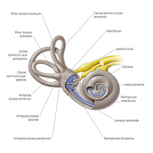 Bony labyrinth (Portuguese)
