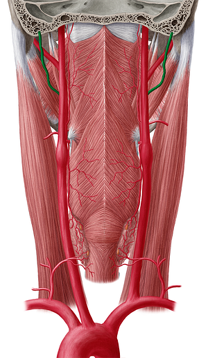 Occipital artery (#1560)