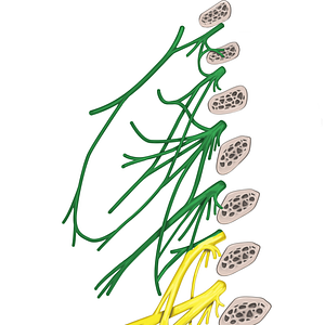 Cervical plexus (#7973)