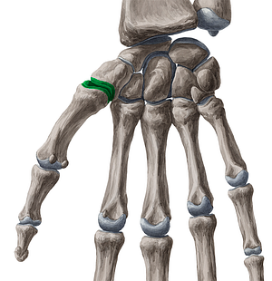 1st carpometacarpal joint (#2006)