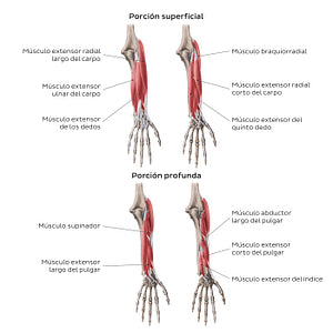 Extensors of the forearm (Spanish)