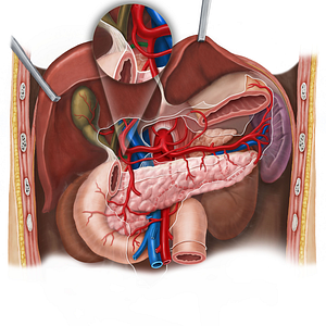 Supraduodenal artery (#1859)