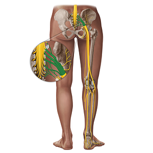 Sacral plexus (#21949)