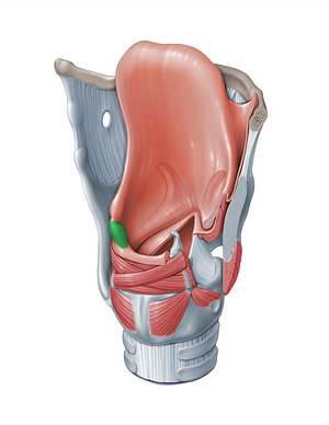 Corniculate tubercle (#18303)