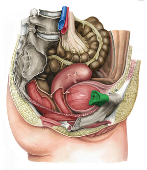 Superior ramus of pubis (#8817)
