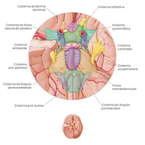 Subarachnoid cisterns of the brain (Inferior view) (Portuguese)