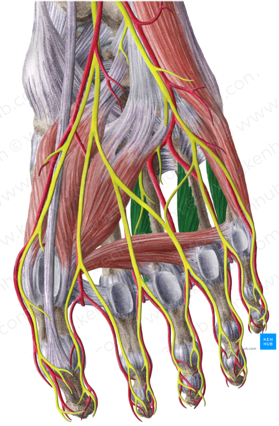 Plantar Interossei Muscles (#5134) – Kenhub Image License Store