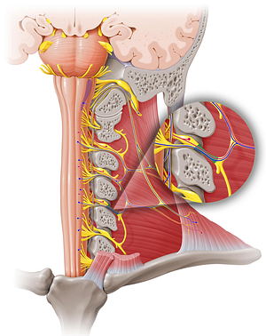 Spinal nerve C4 (#6737)