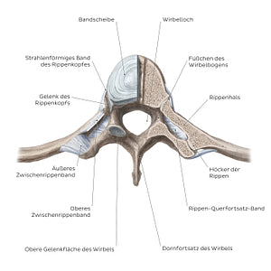 Costovertebral joints (transverse section) (German)