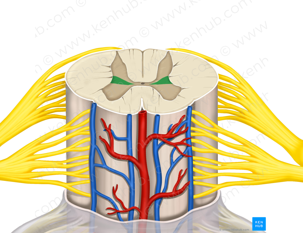 Lateral horn of spinal cord (2864) Kenhub Image License Store
