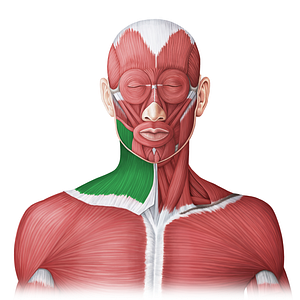 Platysma muscle (#20021)