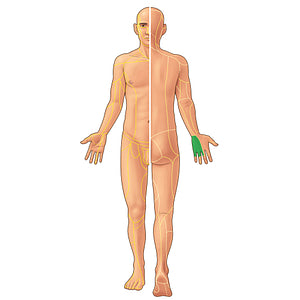 Dorsal branch of ulnar nerve (#21931)