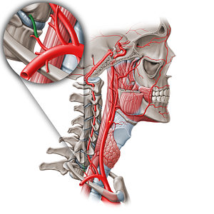 Deep cervical artery (#19138)