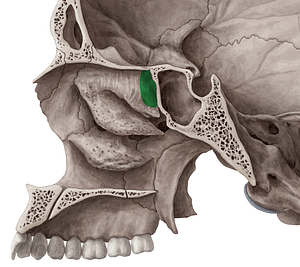 Sphenoethmoidal recess (#8856)