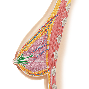 Lactiferous duct (#3314)