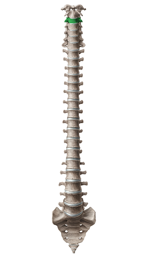 Vertebra C3 (#12567)
