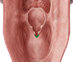 Interarytenoid notch (#4290)
