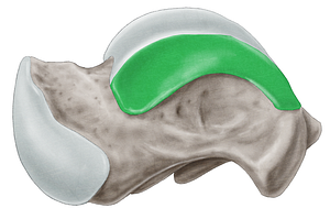 Medial malleolar facet of talus (#3514)