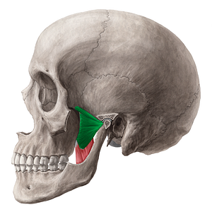 Lateral pterygoid muscle (#5794)