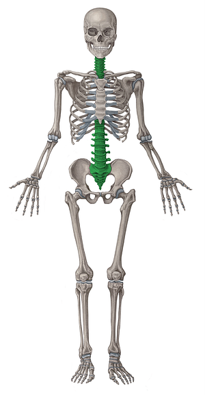 Vertebral column (#489)