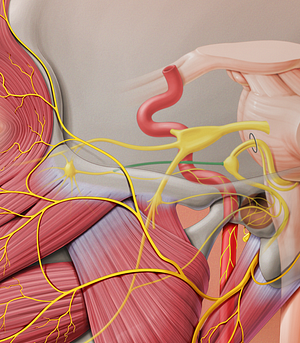 Greater petrosal nerve (#6669)