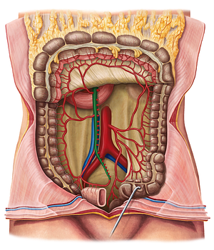 Superior mesenteric artery (#1531)