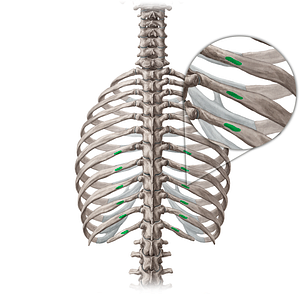 Angle of 7th-12th ribs (#648)