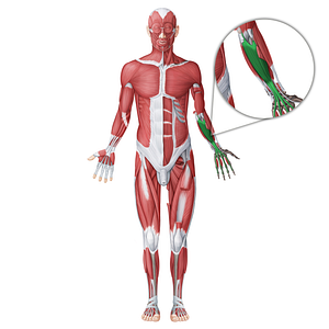 Flexor digitorum superficialis muscle (#18679)