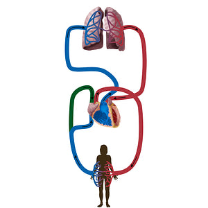 Superior vena cava (#19836)