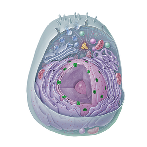 Nuclear pore (#15329)