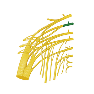 Spinal nerve L5 (#12824)