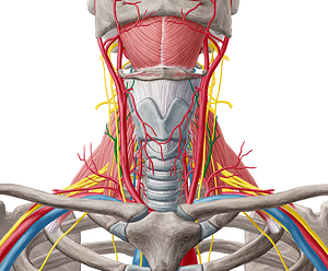 Ascending cervical artery (#1025)