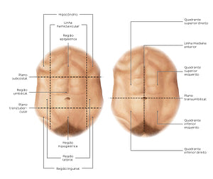 Regions of the abdomen (Portuguese)