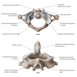 Cervical spine bones and ligaments: atlas and axis (English)