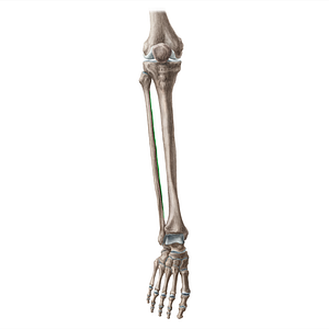 Medial border of fibula (#20447)