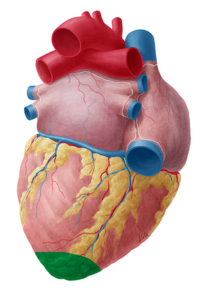 Apex of heart (#755)