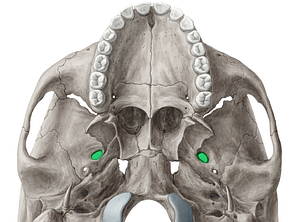 Foramen ovale (#3788)