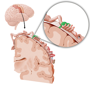 Sensory cortex of hand (#11045)