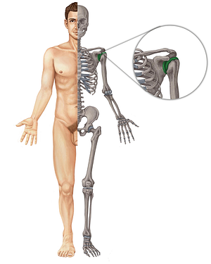 Glenohumeral joint (#2012)