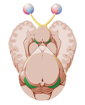 Medial geniculate body (#2946)