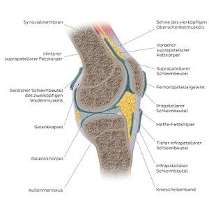 Knee joint - sagittal (German)