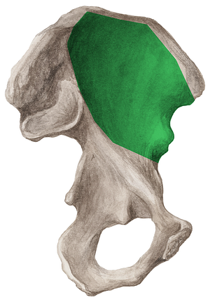 Iliac fossa (#3852)
