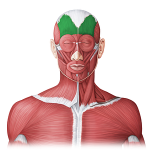 Occipitofrontalis muscle (#20007)