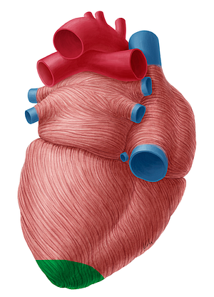 Apex of heart (#759)