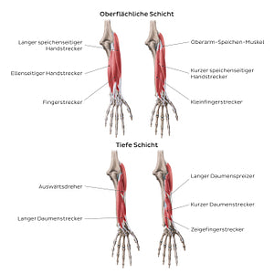 Extensors of the forearm (German)