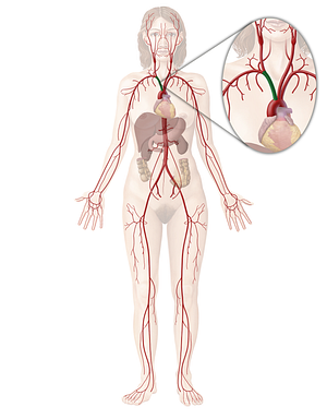Brachiocephalic trunk (#9600)